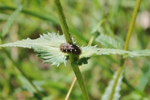 Melitaea sp.